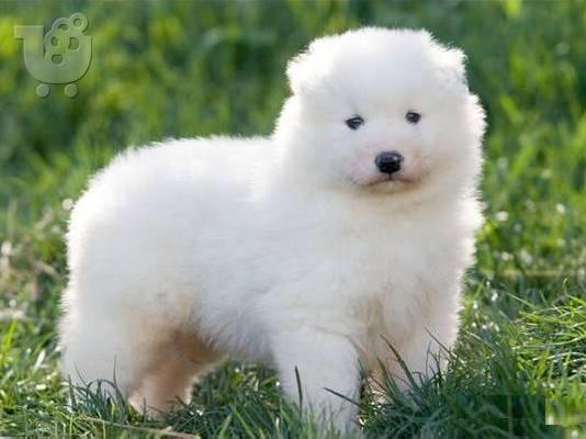 Samoyed κουτάβια με FCI χαρτιά! τέλειο σκυλί φρουράς